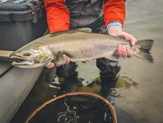 Clackamas Coho Report